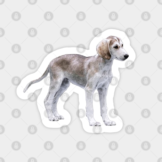 Saluki whippet puppies hot sale